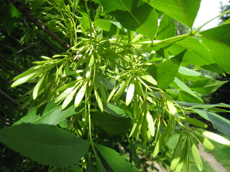 Image of Fraxinus pennsylvanica specimen.