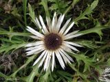 Carlina acaulis. Соцветие. Украина, Ивано-Франковская обл., Косовский р-н, окр. с. Яворов, возле вершины г. Терношора. 10 сентября 2013 г.