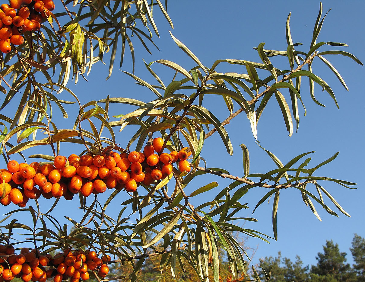 Изображение особи Hippophae rhamnoides.
