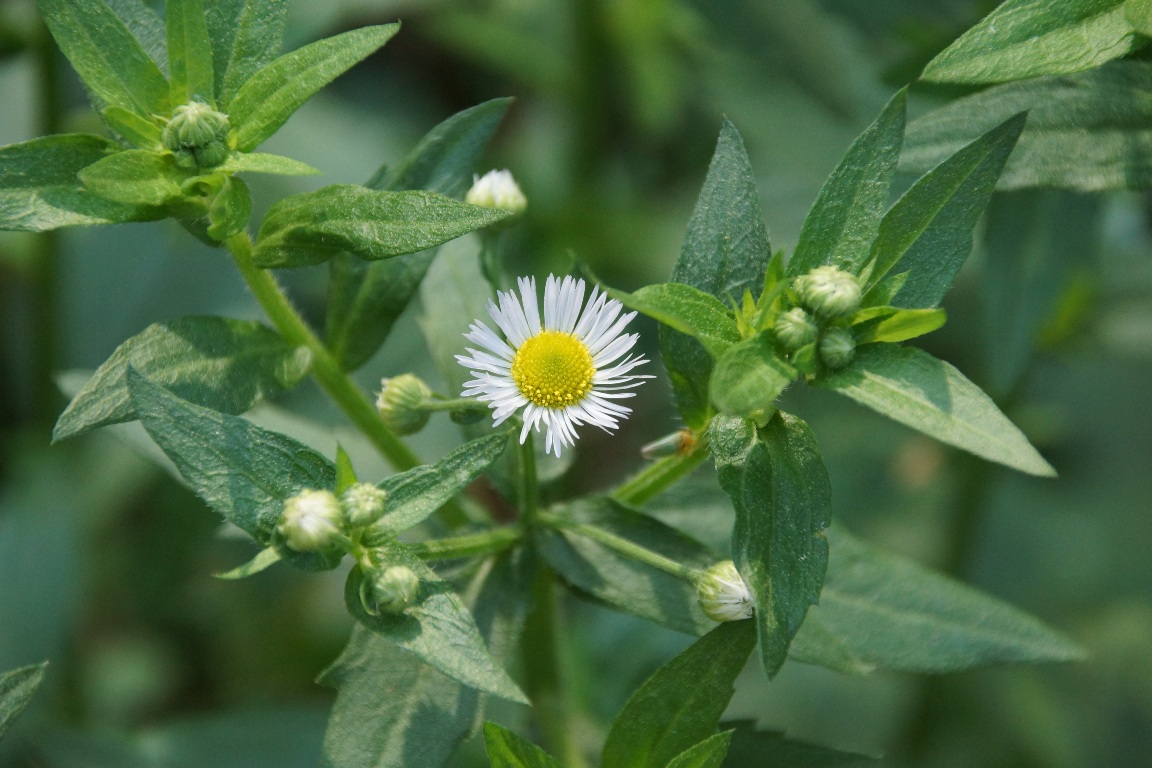 Изображение особи Erigeron annuus.