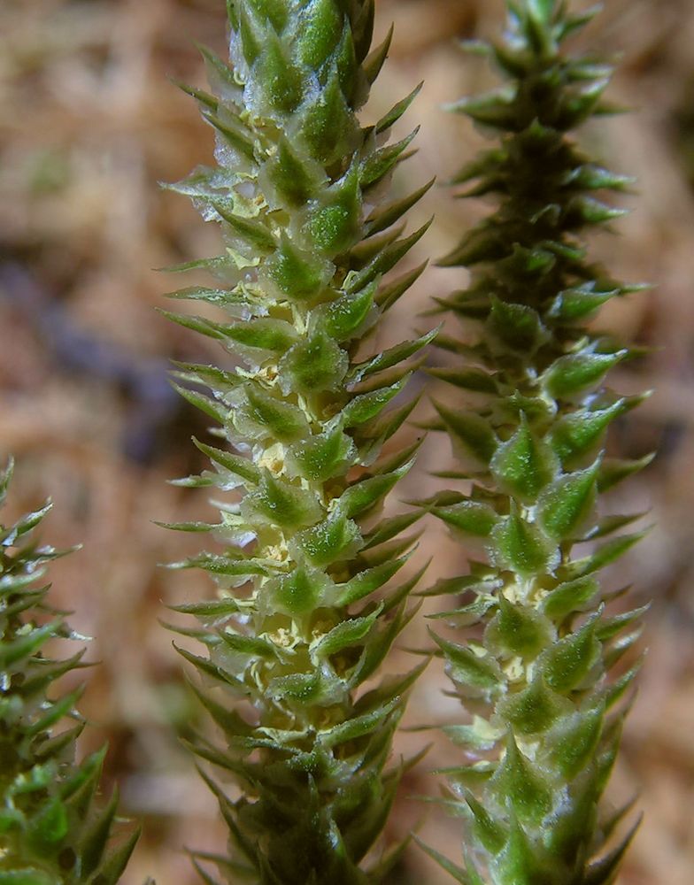 Image of Lycopodium juniperoideum specimen.