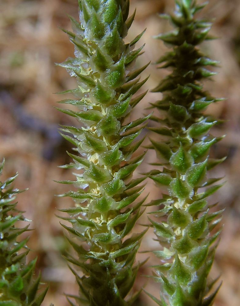 Изображение особи Lycopodium juniperoideum.