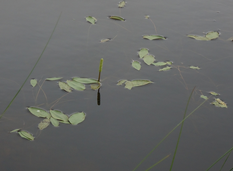 Image of Potamogeton natans specimen.