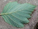 Alnus hirsuta. Нижняя сторона листа. Германия, г. Дюссельдорф, Ботанический сад университета. 14.08.2013.