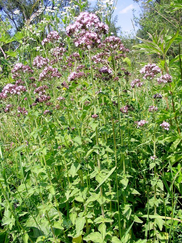 Изображение особи Origanum vulgare.