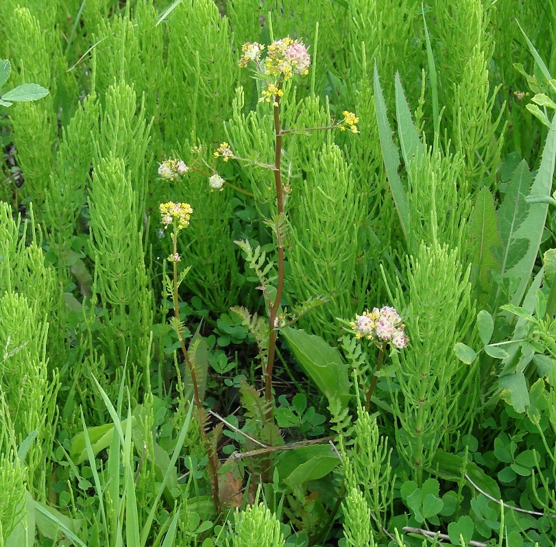 Изображение особи Rorippa palustris.