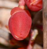 Ephedra foeminea