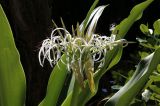 Crinum asiaticum