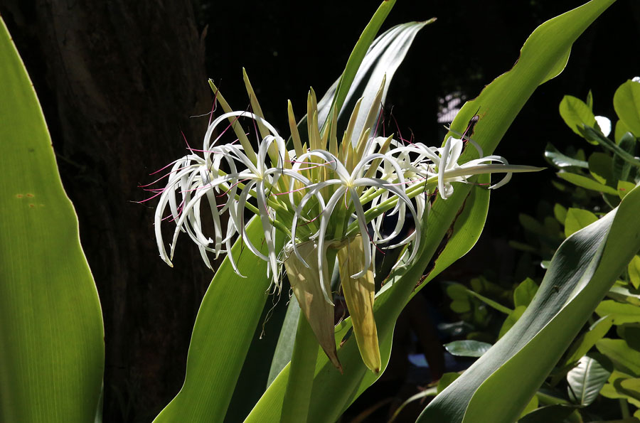 Изображение особи Crinum asiaticum.