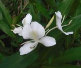Hedychium coronarium