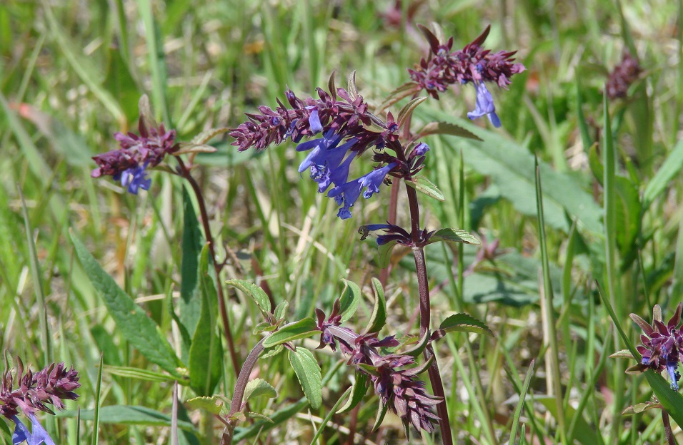 Изображение особи Dracocephalum nutans.