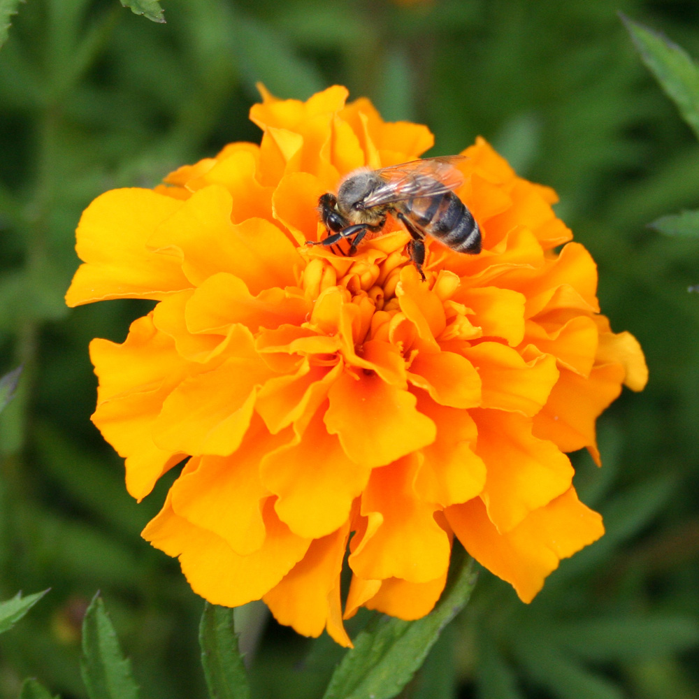 Image of Tagetes patula specimen.