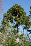 Cunninghamia lanceolata. Взрослые растения с шишками. Германия, г. Дюссельдорф, Ботанический сад университета. 10.03.2014.