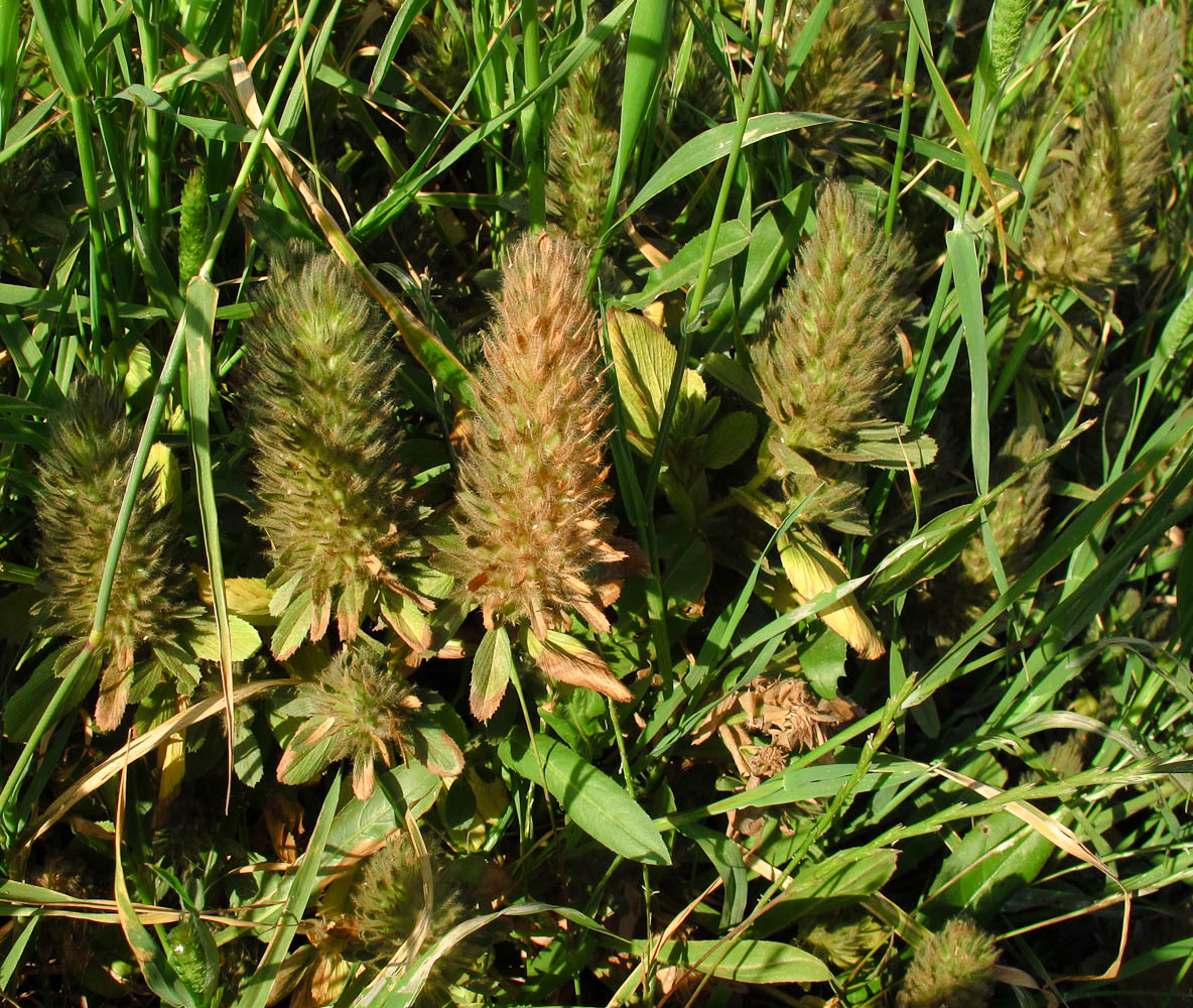 Image of Ononis alopecuroides specimen.
