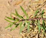 Eremophila maculata