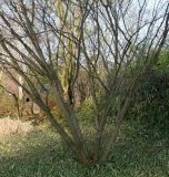 Carpinus japonica. Нижняя часть многоствольного растения. Германия, г. Дюссельдорф, Ботанический сад университета. 13.03.2014.