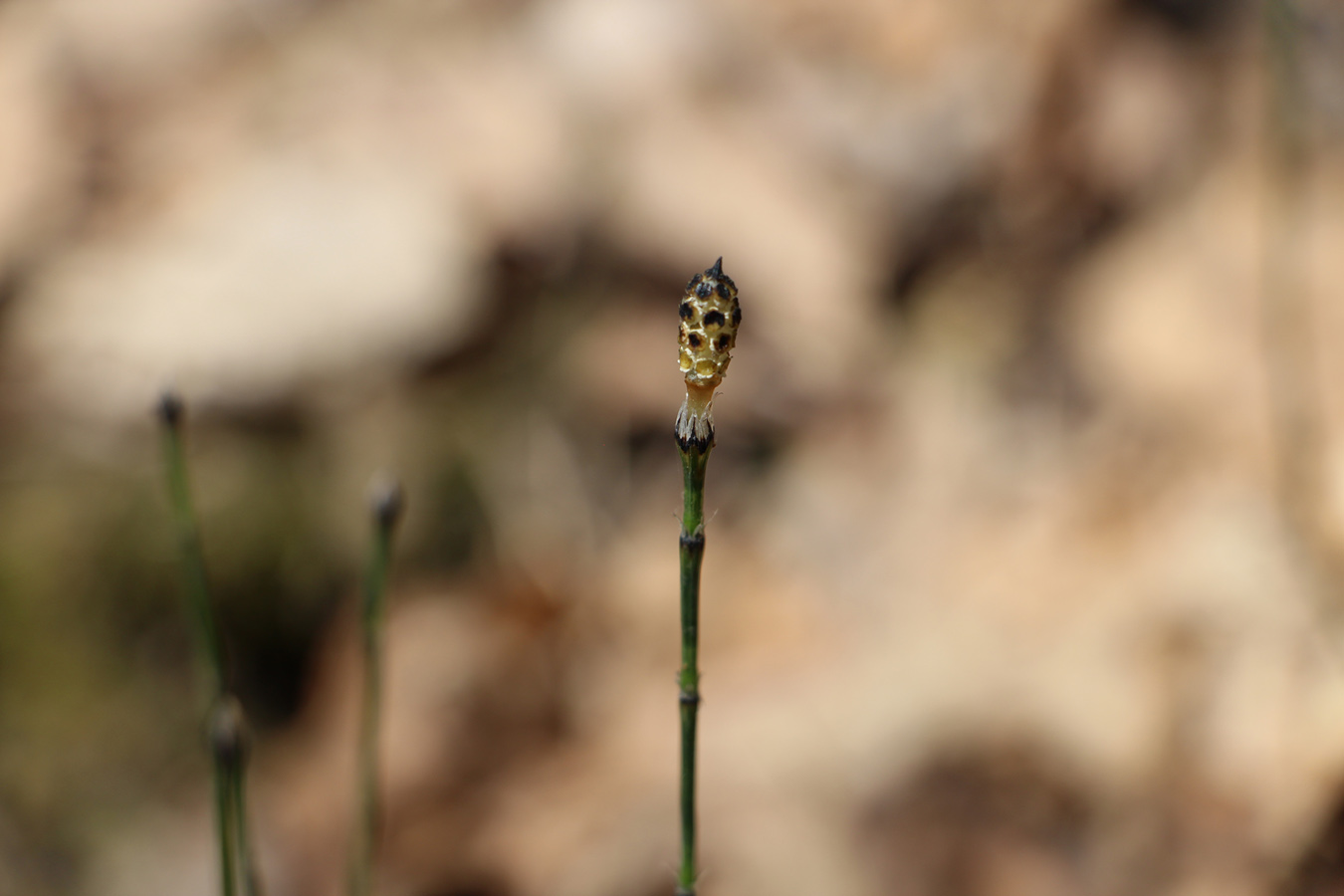 Изображение особи Equisetum variegatum.