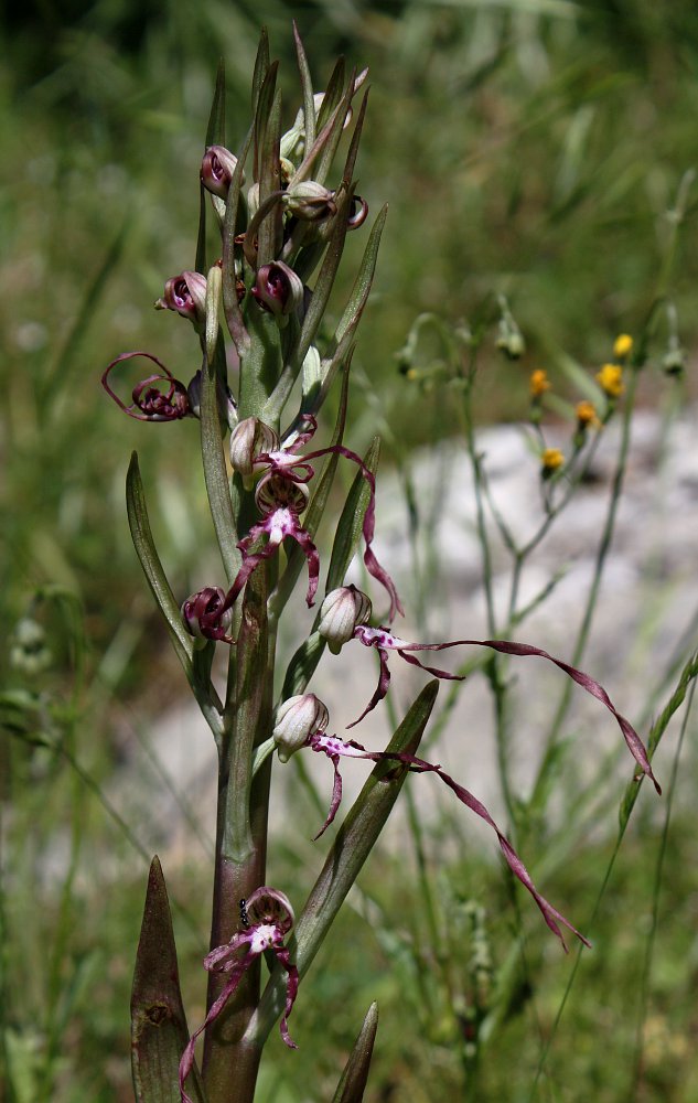 Изображение особи Himantoglossum adriaticum.