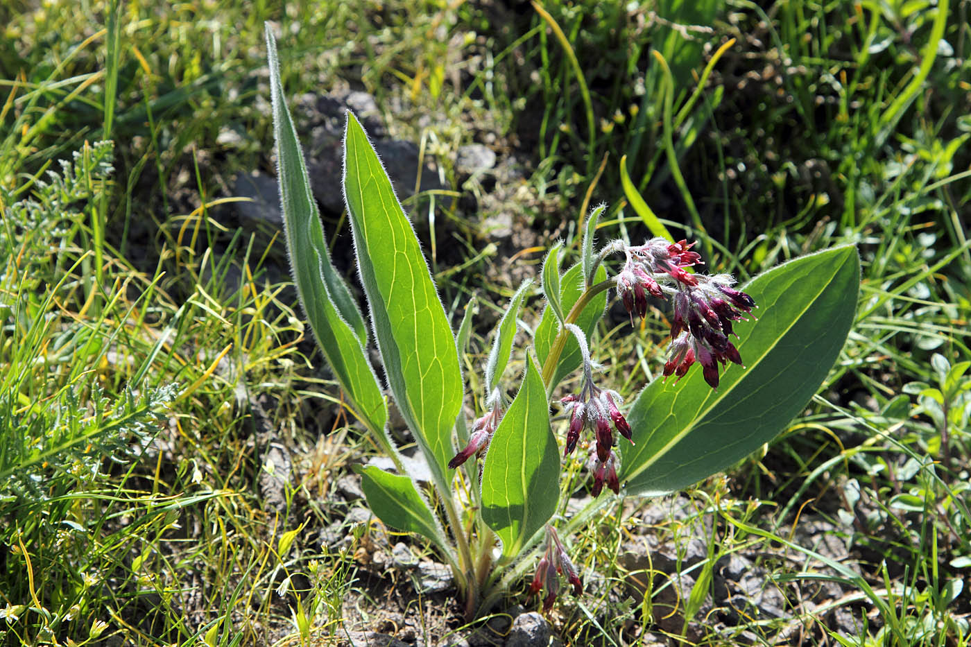 Изображение особи Rindera oblongifolia.