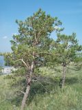 Pinus sylvestris