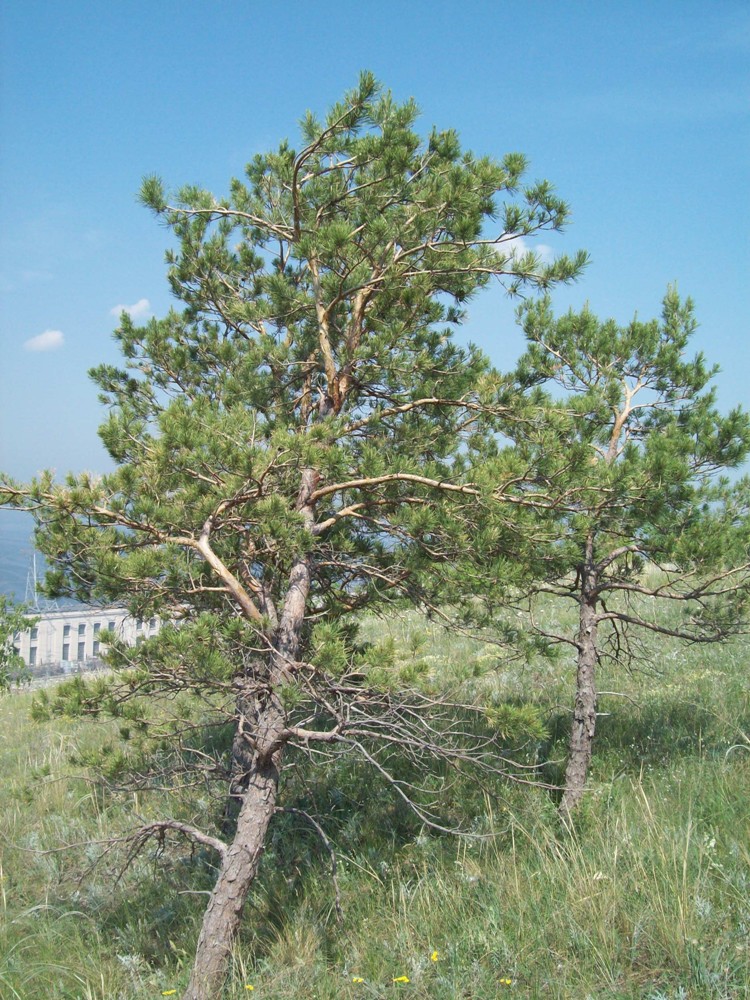 Изображение особи Pinus sylvestris.