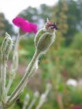 Lychnis coronaria