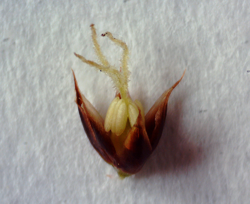 Image of Luzula multiflora ssp. frigida specimen.