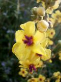 Verbascum marschallianum