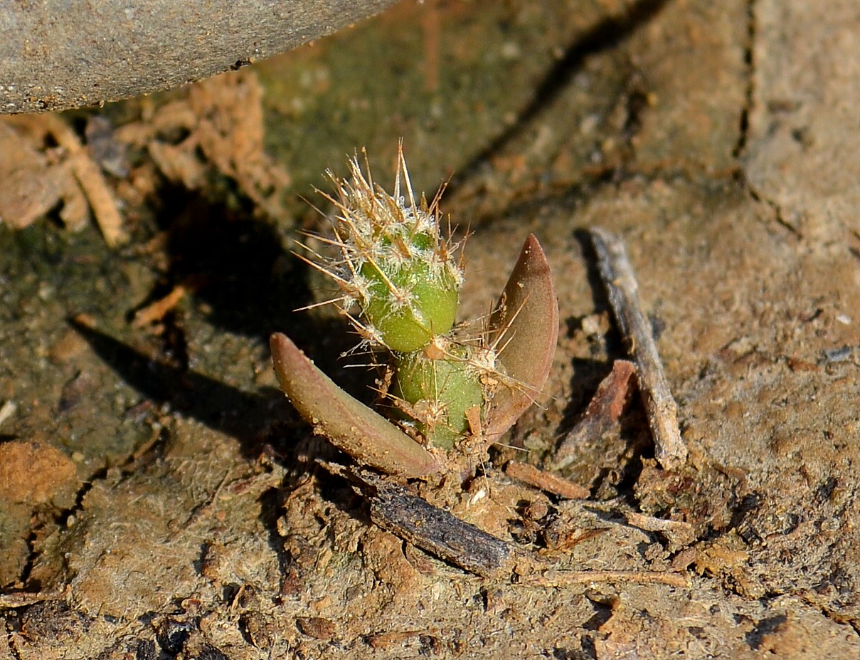 Изображение особи Opuntia tortispina.