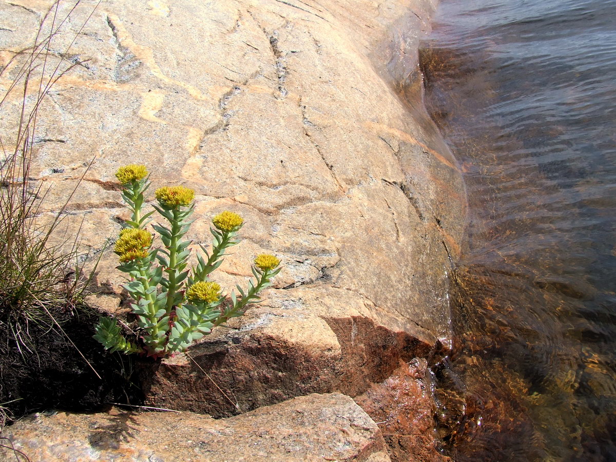 Image of Rhodiola rosea specimen.