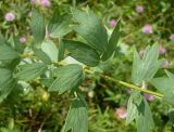 Thalictrum simplex