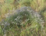 Limonium scoparium. Отцветающее растение. Крым, Карадагский заповедник, Биостанция, степной участок. 5 августа 2014 г.