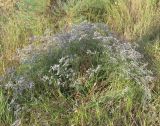 Limonium scoparium