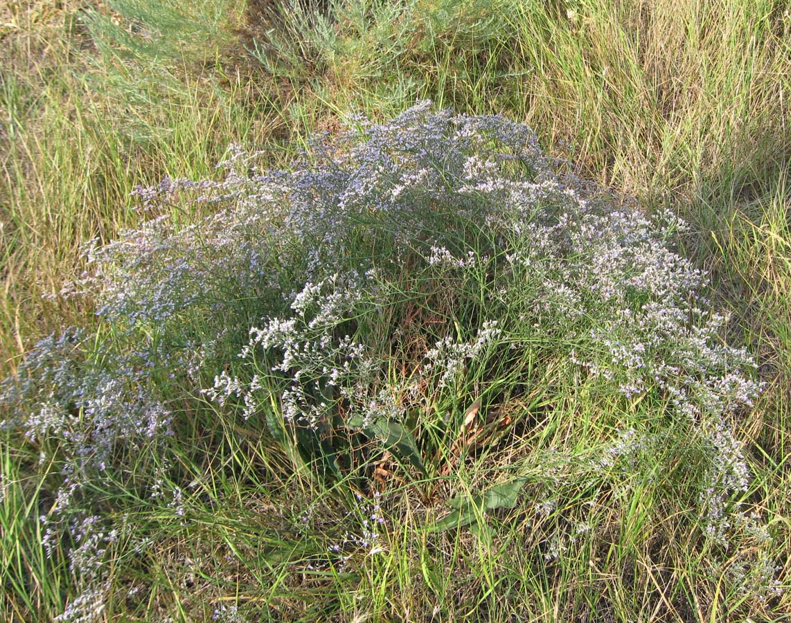 Image of Limonium scoparium specimen.