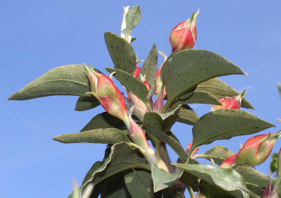 Изображение особи Cistus laurifolius.