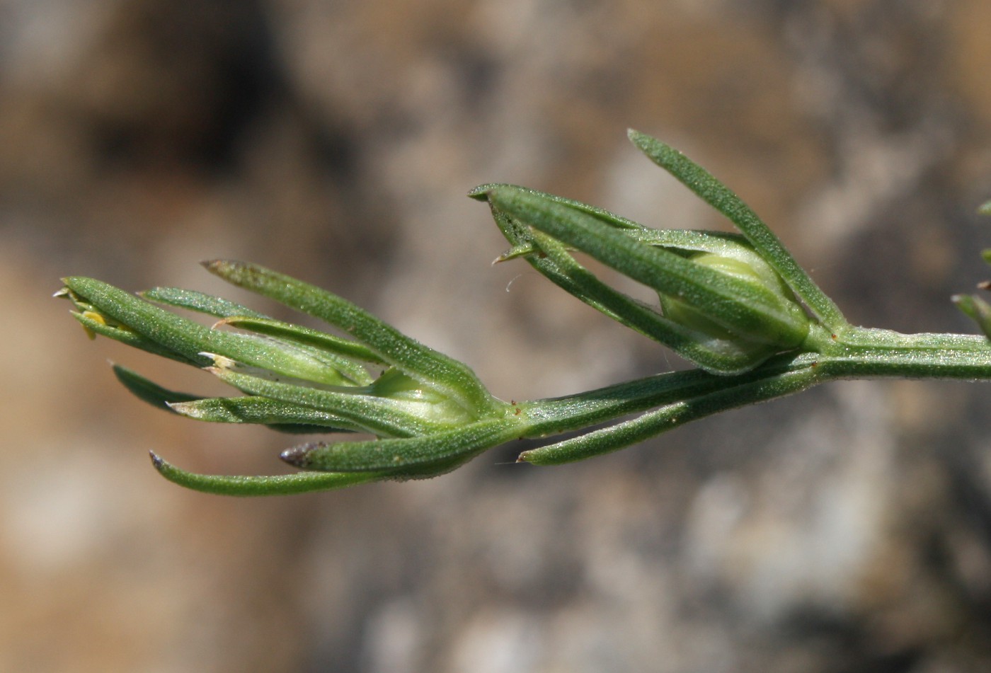 Image of Linum nodiflorum specimen.