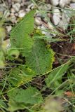 Salvia pratensis