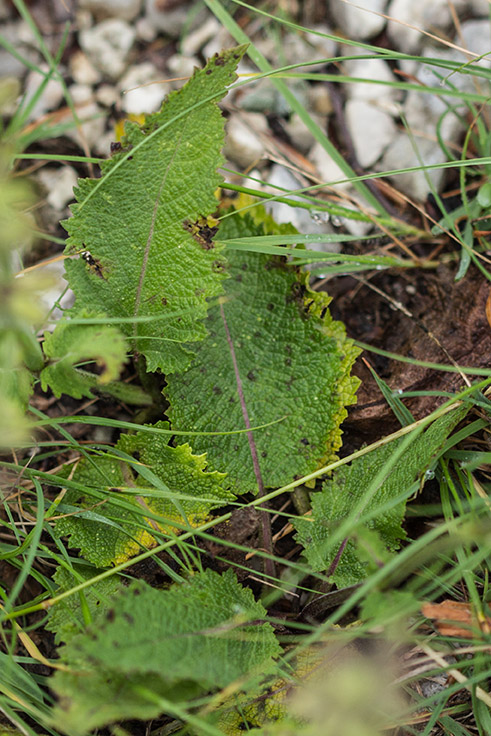 Изображение особи Salvia pratensis.