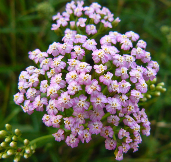 Image of Achillea millefolium specimen.