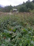 Macrosciadium alatum