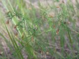 Asparagus brachyphyllus