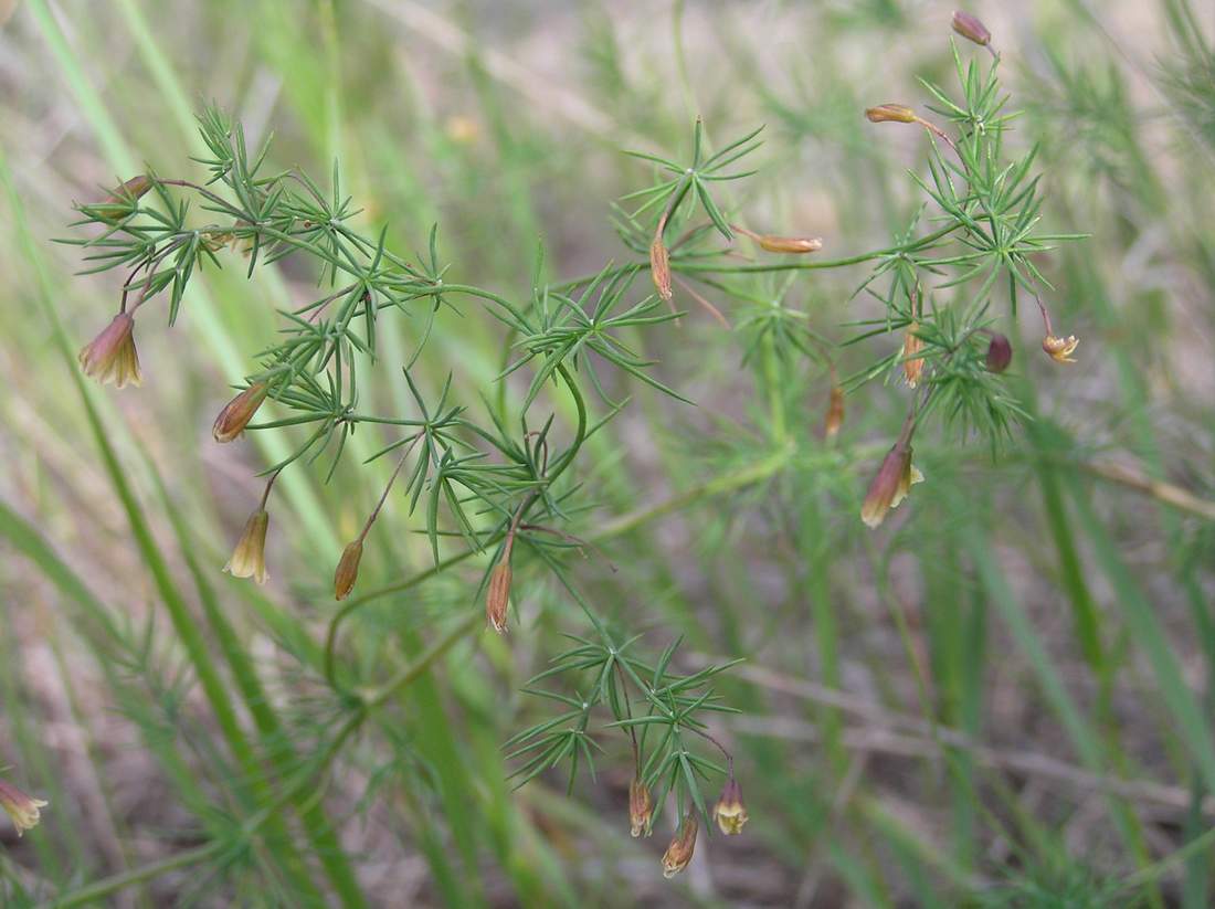 Изображение особи Asparagus brachyphyllus.