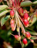 Enkianthus campanulatus. Соплодие. Германия, г. Дюссельдорф, Ботанический сад университета. 05.09.2014.