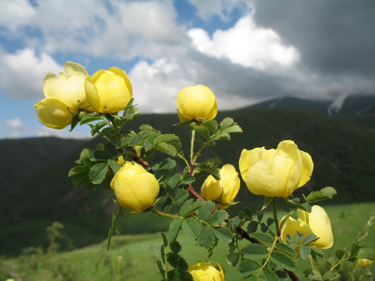 Image of Rosa kokanica specimen.