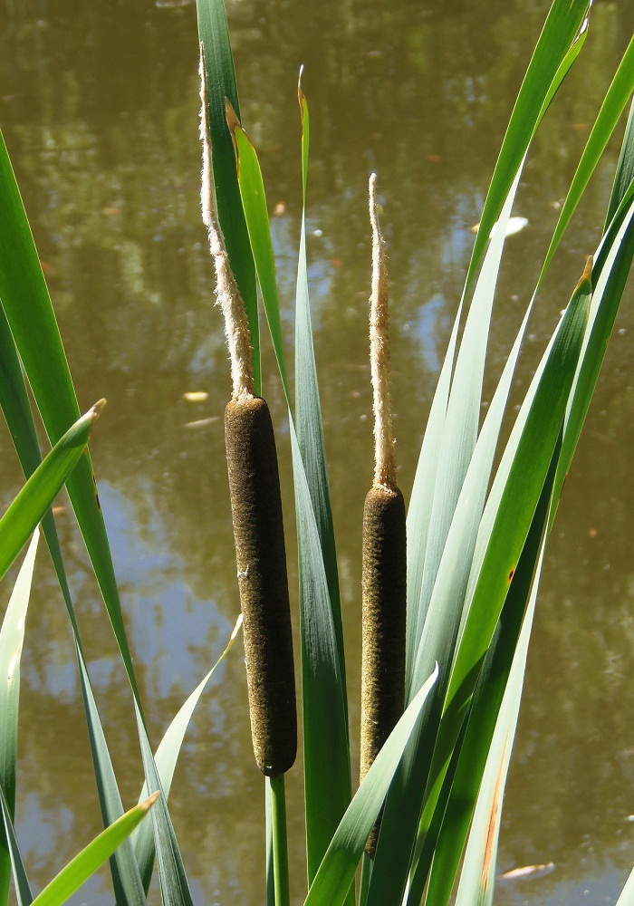 Изображение особи Typha latifolia.