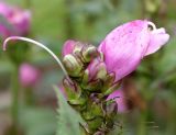 Chelone obliqua. Верхушка соцветия с цветком, бутонами и завязью плодов. Германия, г. Крефельд, Ботанический сад. 06.09.2014.