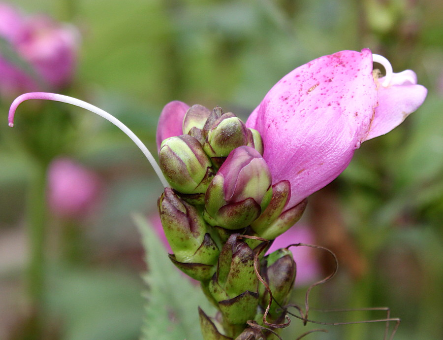 Изображение особи Chelone obliqua.