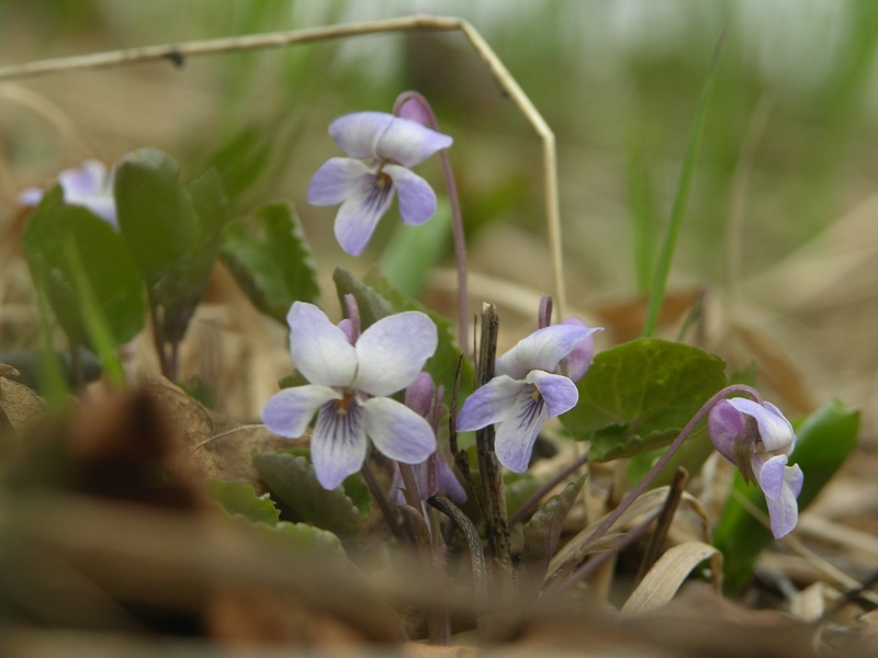 Image of Viola selkirkii specimen.