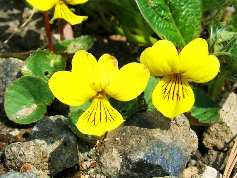 Изображение особи Viola avatschensis.