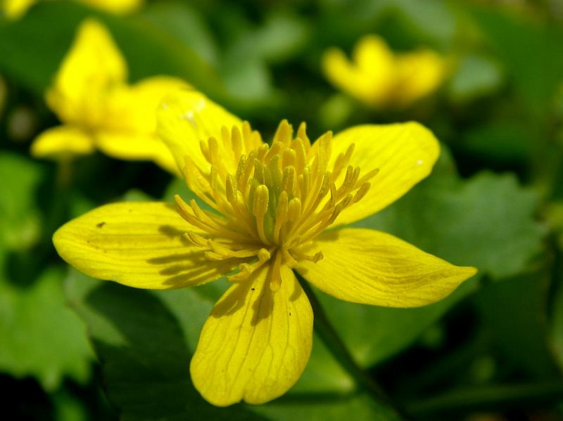 Image of Caltha sibirica specimen.